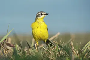 Eater: Yellow Wagtail