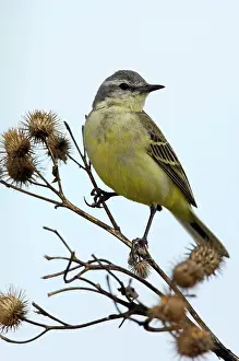 Flava: Yellow Wagtail - adult female - alarmed on a dry