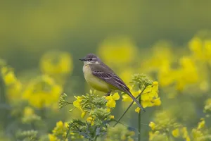 Flava: Yellow Wagtail - adult female - Germany
