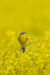 Flava: Yellow Wagtail - adult male - Germany