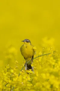 Flava: Yellow Wagtail - adult male - Germany