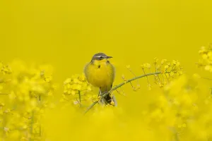 Flava: Yellow Wagtail - adult male - Germany