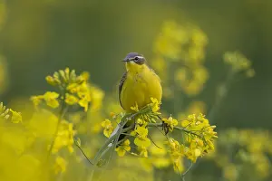Flava: Yellow Wagtail - adult male - Germany