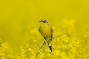 Flava: Yellow Wagtail - adult male - Germany