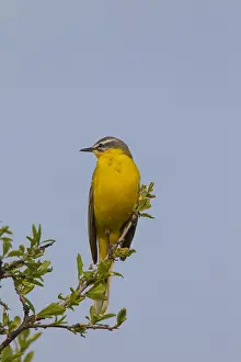 200617: Yellow Wagtail - adult male - Germany