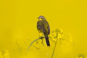 200617: Yellow Wagtail - adult male - Germany