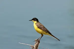 Flava: Yellow Wagtail - black headed form - perched on twig