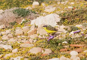 Flava: Yellow Wagtail - blue headed -feeding -on migration