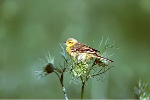Wagtail: YELLOW WAGTAIL - on flower