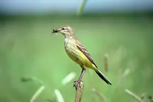 R T Smith: YELLOW WAGTAIL - With Food In Beak, Female