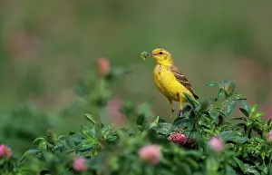 Flava: Yellow Wagtail - with insects in beak