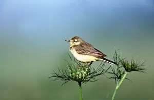 Wagtail: YELLOW WAGTAIL - juvenile on flower