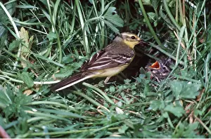 Father: Yellow Wagtail - male