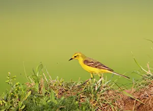 Wagtails: Yellow Wagtail male hunting flies 16827