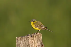 Flava: Yellow Wagtail - male perched on post - Germany