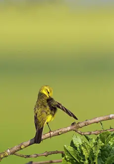 Wagtails: Yellow Wagtail male preening 16850