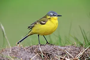 Flava: Yellow Wagtail - male resting on meadow Island of
