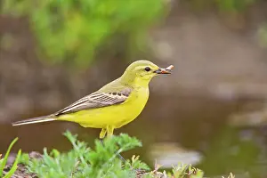 Grub: Yellow wagtail - male side view