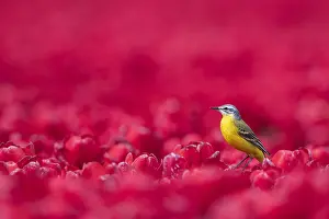 Flava: Yellow Wagtail (Motacilla flava) in a field of