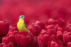 Flava: Yellow Wagtail (Motacilla flava) male in a fiel