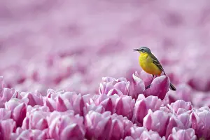 Flava: Yellow Wagtail (Motacilla flava) male in a fiel