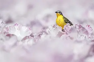 Flava: Yellow Wagtail (Motacilla flava) male in a fiel