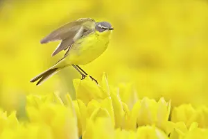 Sideview: Yellow Wagtail (Motacilla flava) male in a field of yellow t