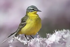 Flava: Yellow Wagtail (Motacilla flava) male perched o
