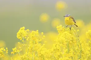 Rapeseed: Yellow Wagtail (Motacilla flava) male sitting i
