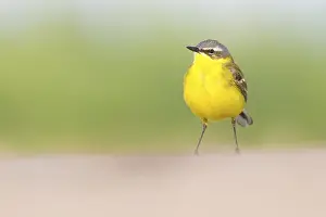 Flava: Yellow Wagtail (Motacilla flava) male standing