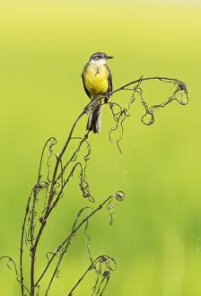 Ebro: Yellow Wagtail (Motacilla flava). In a rice field