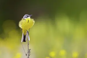 Flava: Yellow wagtail (Motacilla flava) sitting on a branch