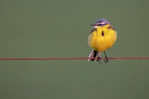 Stilt: Yellow Wagtail (Motocilla flava), resting on a pasture