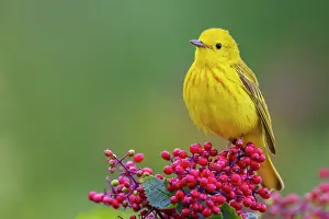 Berry: Yellow warble male, perched atop hawthorn berries