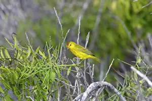 Petechia: Yellow Warbler
