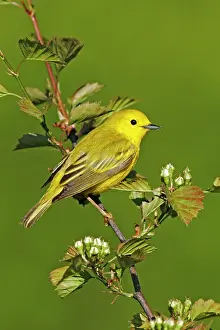 Petechia: Yellow Warbler