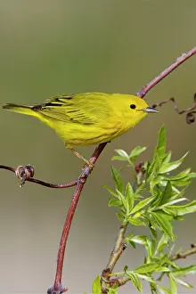 Petechia: Yellow Warbler