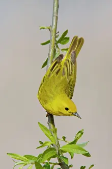 Petechia: Yellow Warbler