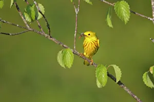 Petechia: Yellow Warbler