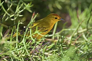 Setophaga: Yellow Warbler