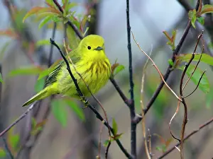 Setophaga: Yellow Warbler