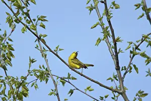 Parulidae: Yellow Warbler