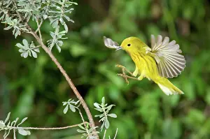 Parulidae: Yellow Warbler