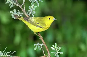 Parulidae: Yellow Warbler
