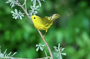 Parulidae: Yellow Warbler