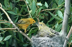 Dendroica: Yellow Warbler