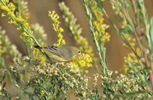 Dendroica: Yellow Warbler