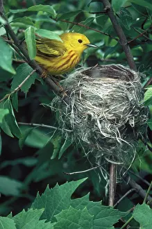 Dendroica: Yellow Warbler