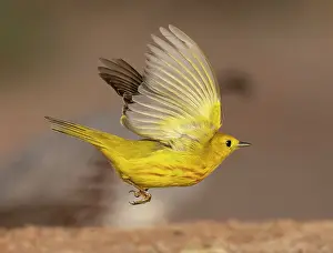 Warbler: Yellow warbler, Arizona, USA