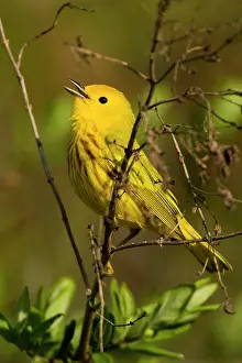 Petechia: Yellow Warbler - Calling